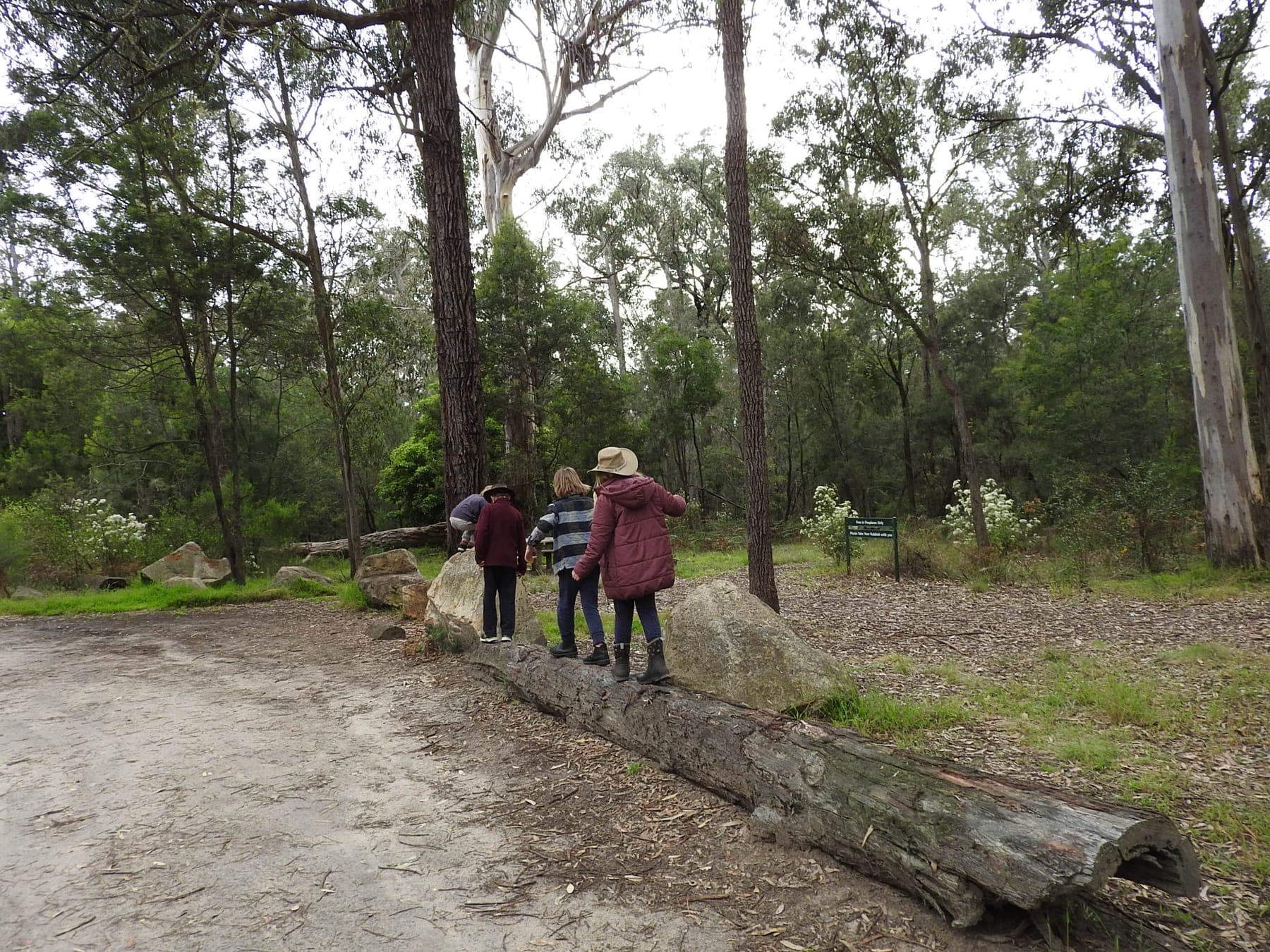 Children exploring a fallen log in East Gippsland bushland