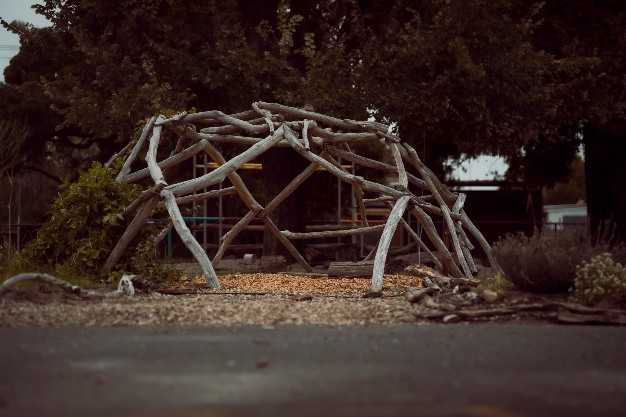 Natural driftwood climbing dome at Wild Cherry School