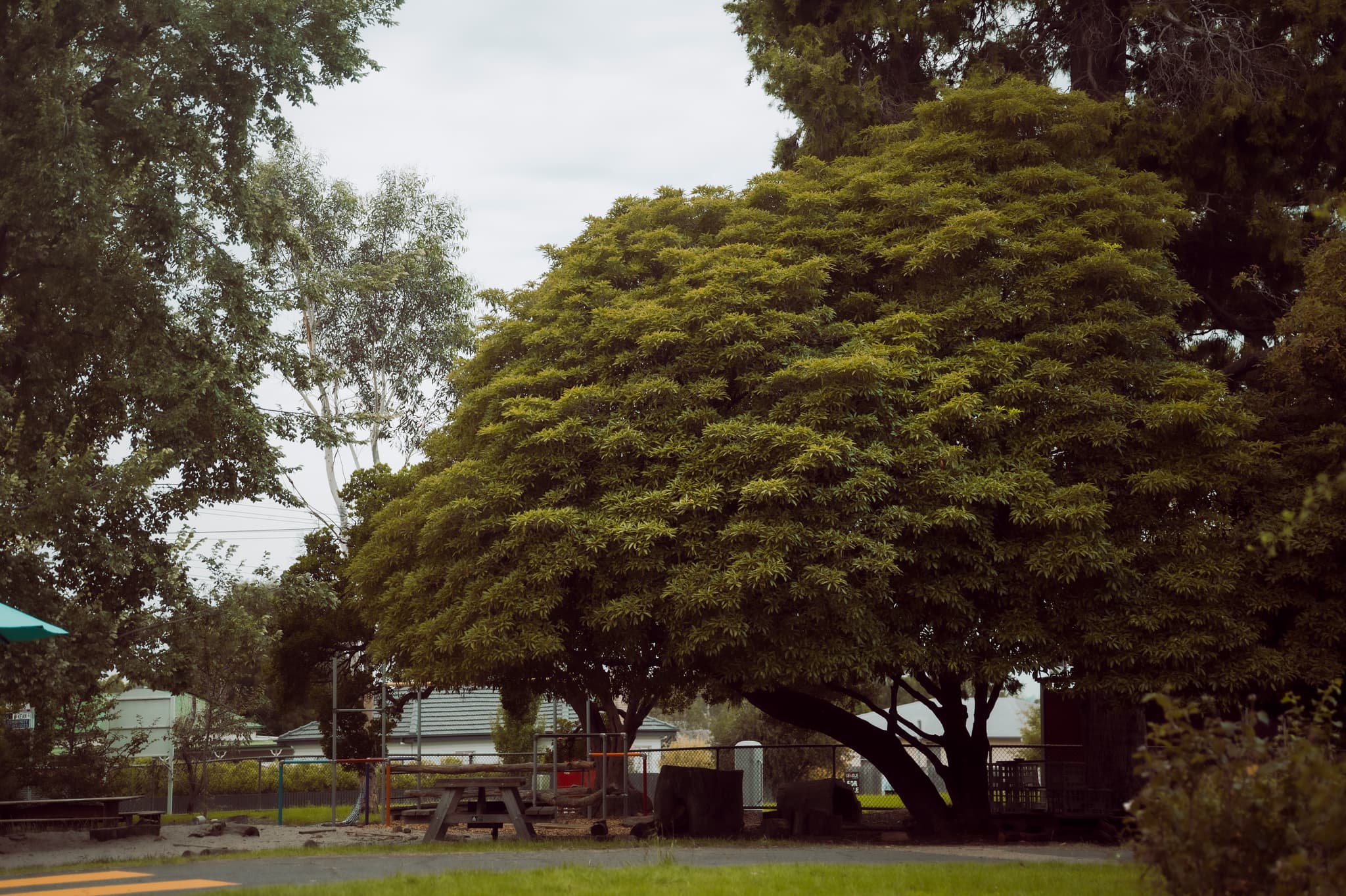 A wild cherry tree in bloom — the natural setting that inspires our school